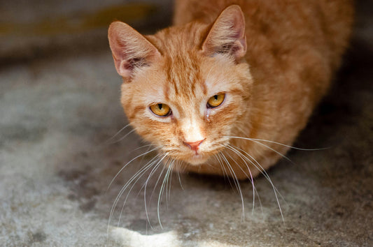 Comment éviter les boules de poils chez les chats : conseils et astuces