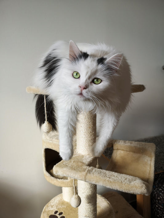 Comment nettoyer un arbre à chat? Astuces et Conseils