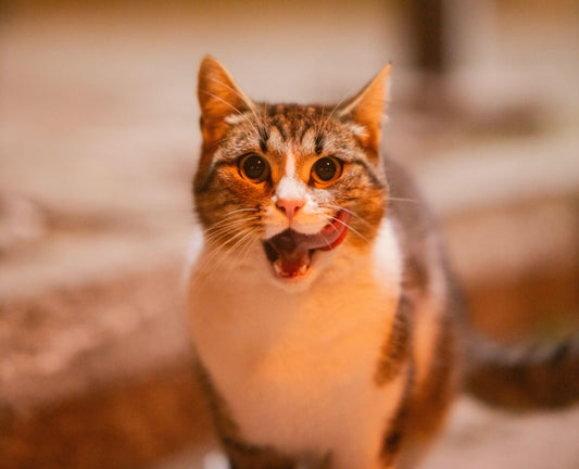 Distributeur de croquettes automatique pour chat - Lequel choisir?