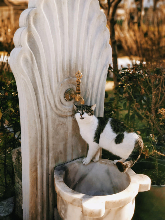 Les Fontaines à Eau pour Chat pour une hydratation optimale