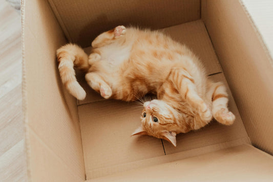 Pourquoi les chats aiment-ils les cartons ?