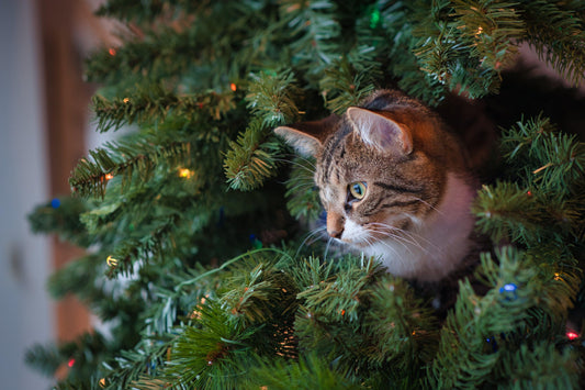 Quel cadeau choisir pour mon chat à Noël?