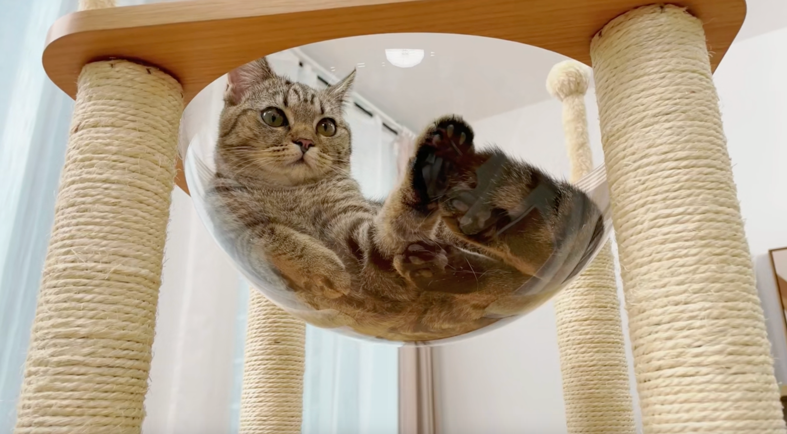 Charger la vidéo : Arbre à chat bulle