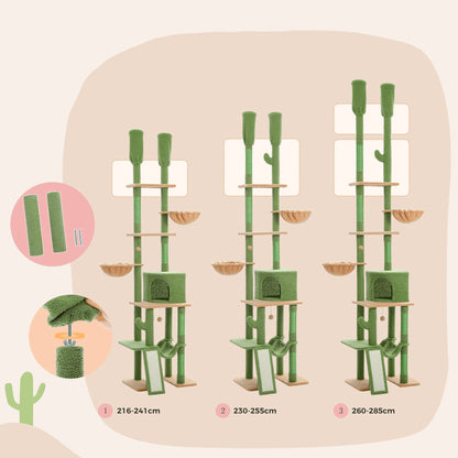 Très grand arbre à chat Cactus Cyprès Pattounerie