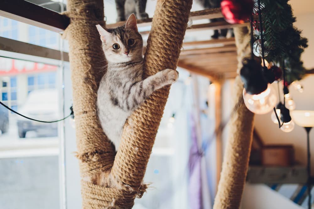 Chat drole assis a la maison arbre a chat