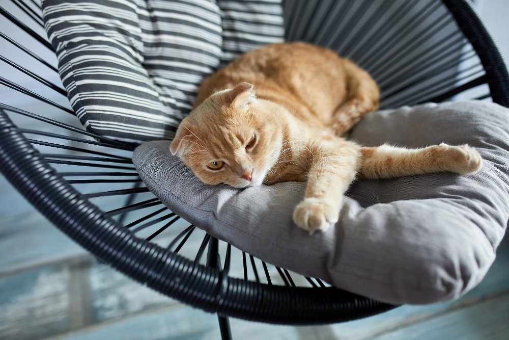 Chat roux tigré paresseux