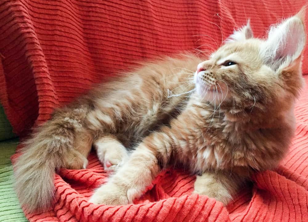 Chaton rouge Maine Coon Chaton rouge Maine Coon
