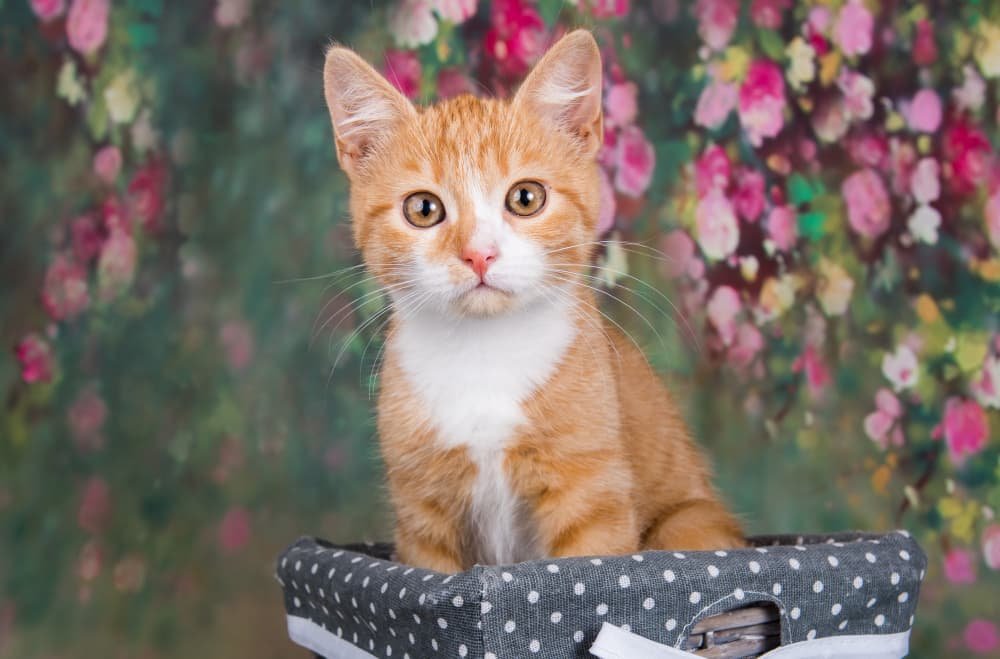 Chaton rouge mignon ludique et drôle Chaton rouge mignon ludique et drôle