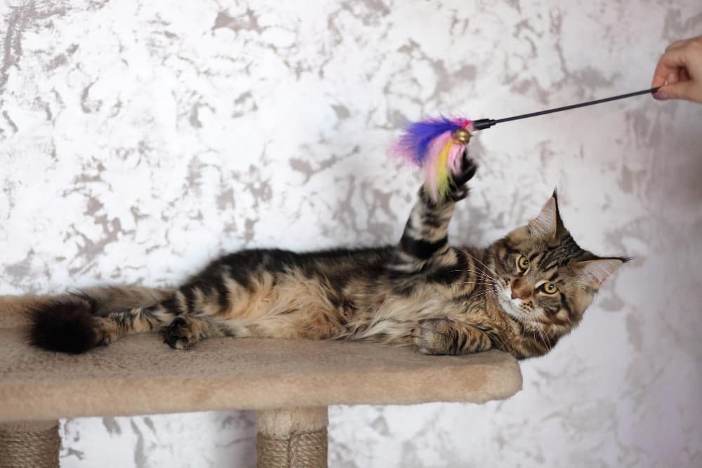 Portrait ecaille de tortue domestique chaton