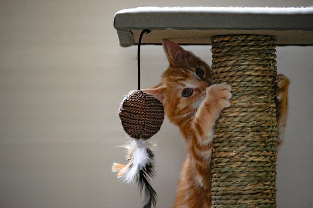 Portrait en gros plan chat sur le mur
