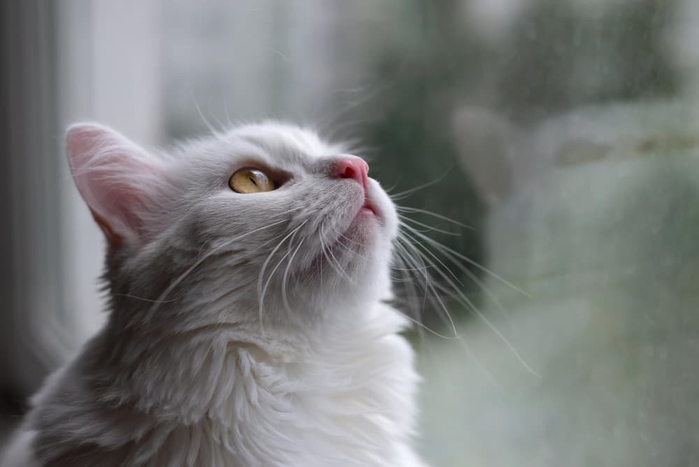 Portrait mignon chat turc aux yeux bruns Portrait mignon chat turc aux yeux bruns