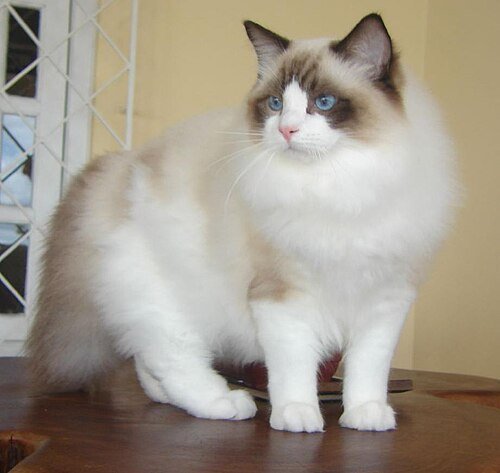 Chat ragdoll