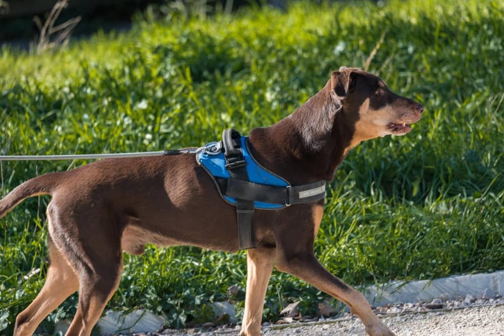 Harnais ergonomique chien