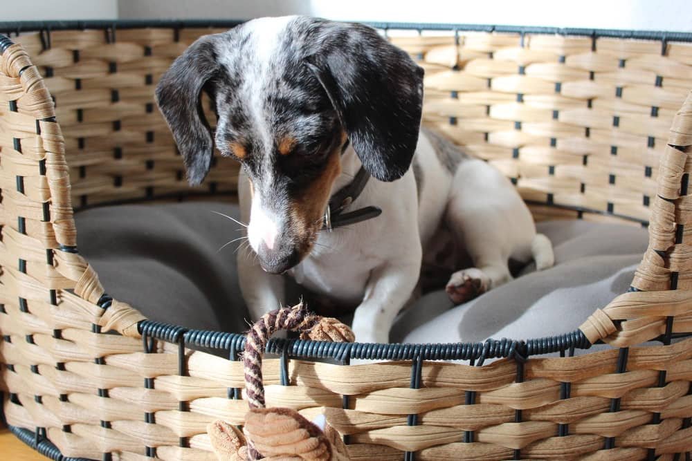 Panier orthopedique chien