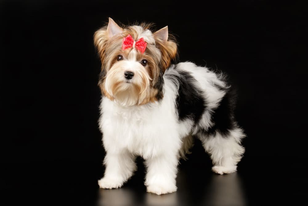 Biewer Yorkshire Terrier sur fond coloré