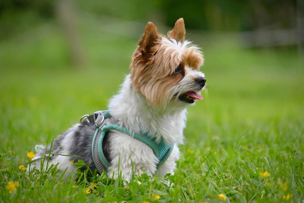 Biewer yorkshire terrier dans le jardin