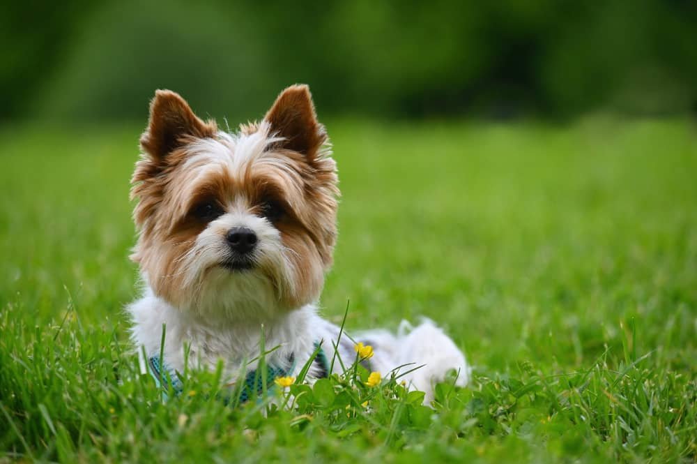 Biewer yorkshire terrier dehors
