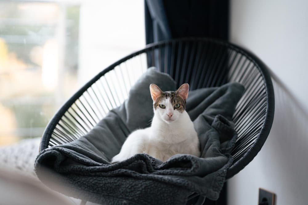 Chat blanc assis sur une chaise avec un tapis Chat blanc assis sur une chaise avec un tapis