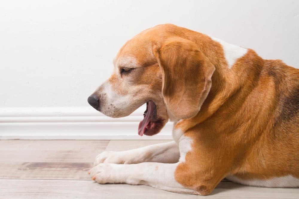 Chien beagle adulte approchant de son visage