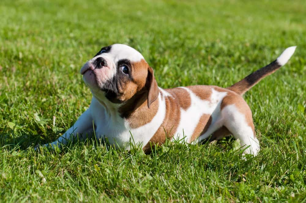 Drôle de chiot bouledogue américain tacheté rouge blanc