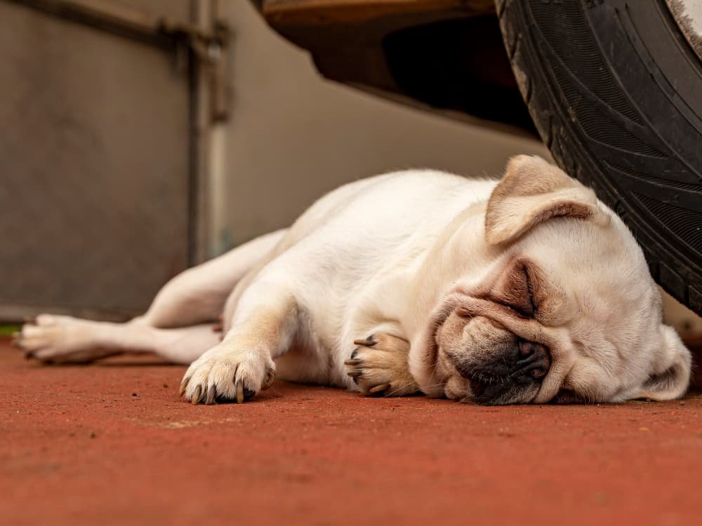 Gros plan du carlin blanc dormant Gros plan du carlin blanc dormant