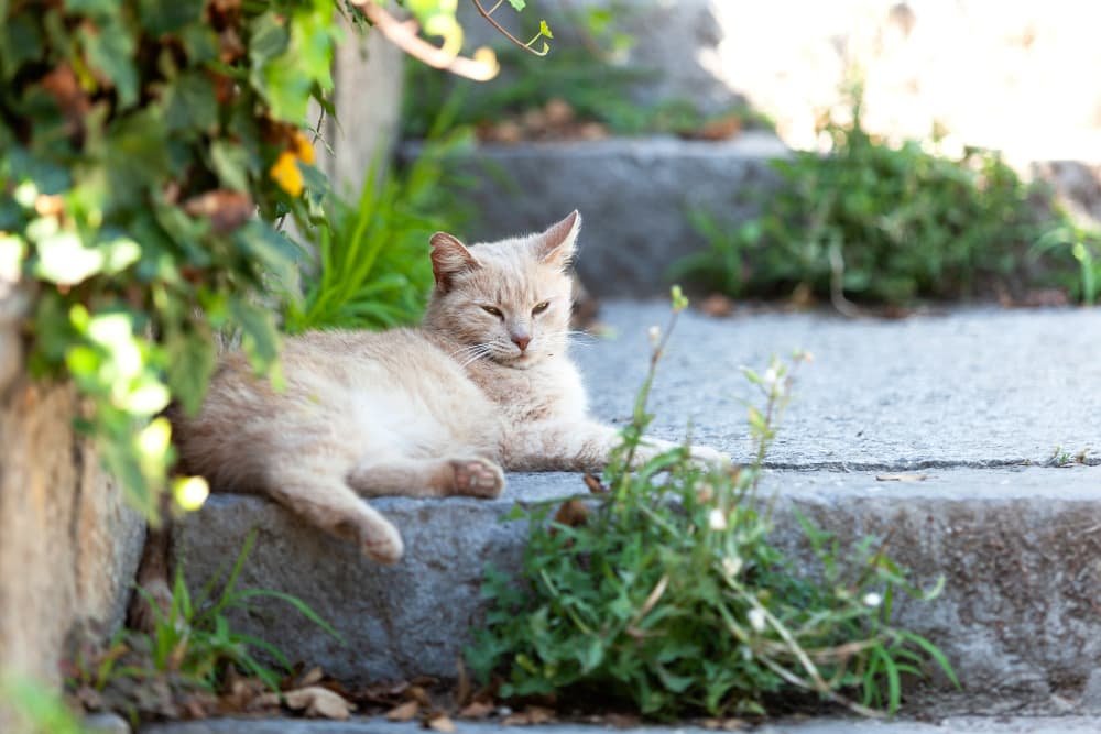 Le chat errant avec une oreille déchirée se trouve sur un escalier Le chat errant avec une oreille déchirée se trouve sur un escalier