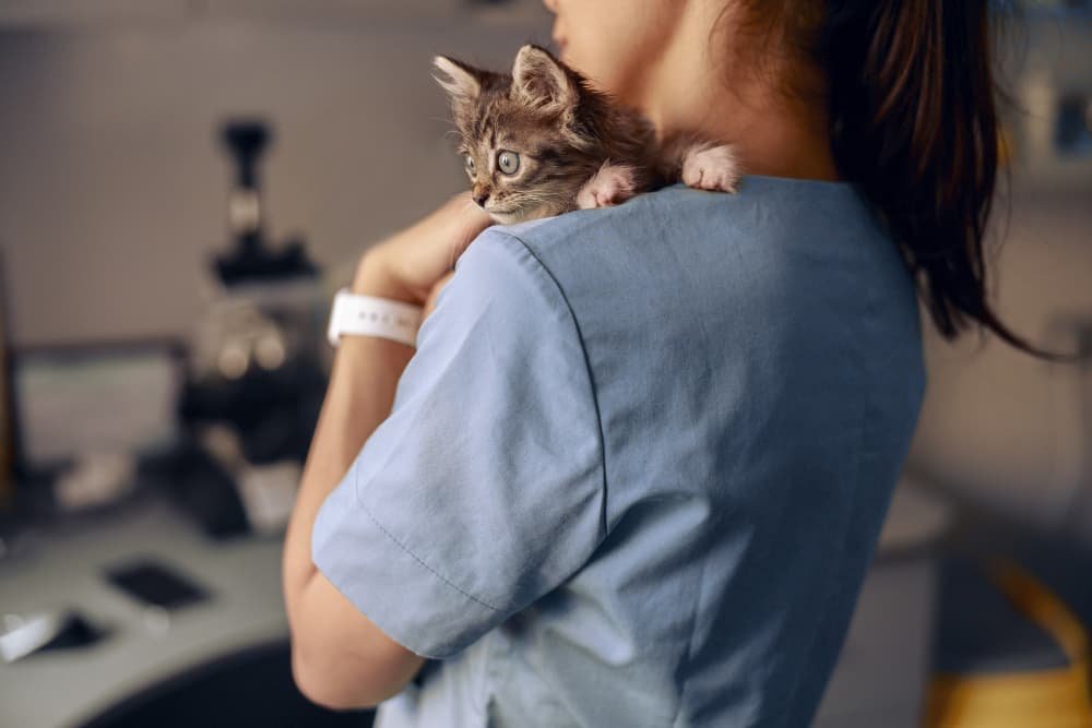 Le vétérinaire tient un petit chaton effrayé au rendez vous Le vétérinaire tient un petit chaton effrayé au rendez vous