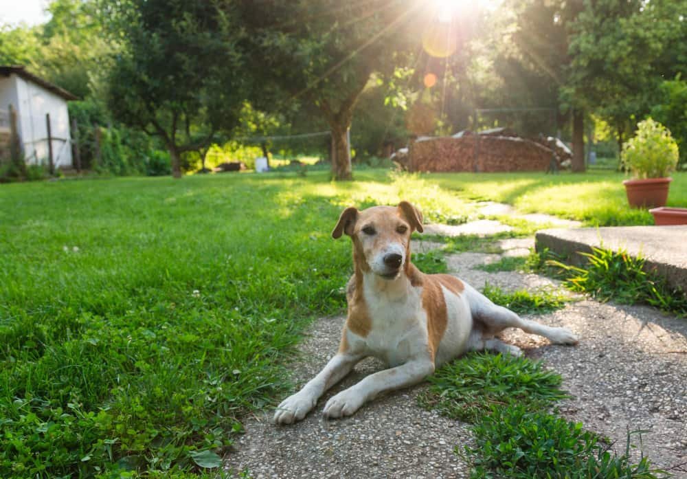 Portrait chien assis dans la cour