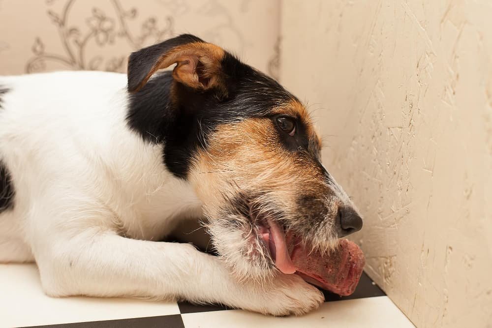 Souriant heureux chien de compagnie Jack Russell terrier
