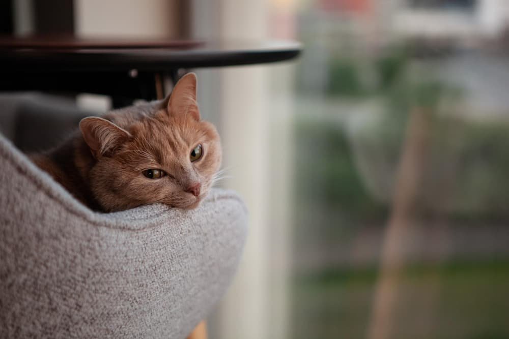Un chat orange reposant dans un lit confortable