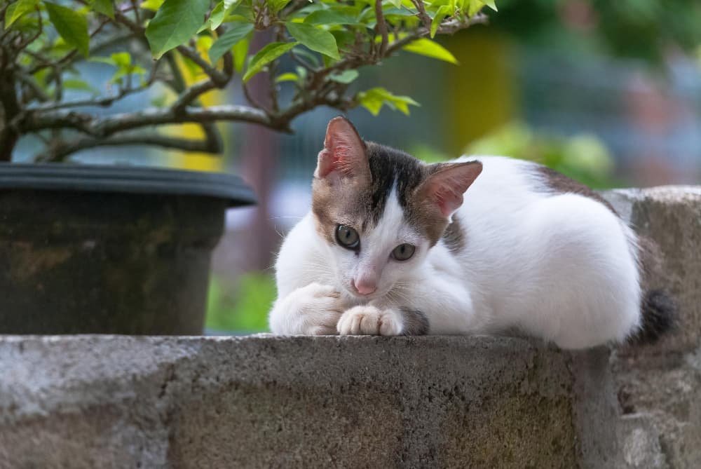 Un chat se détend sur le mur Un chat se détend sur le mur