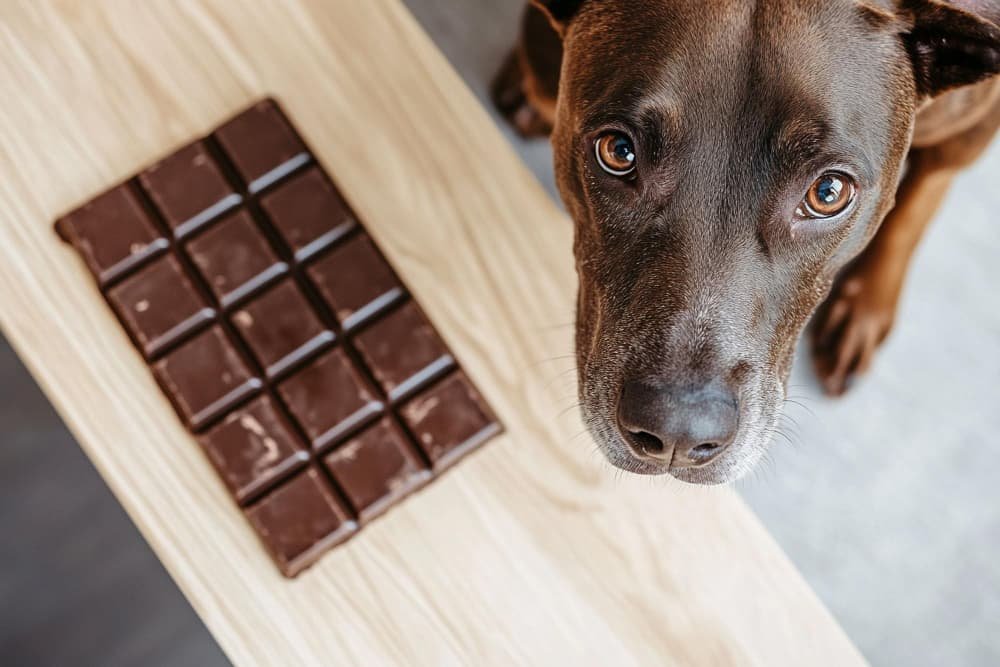 Un chien avec une barre de chocolat