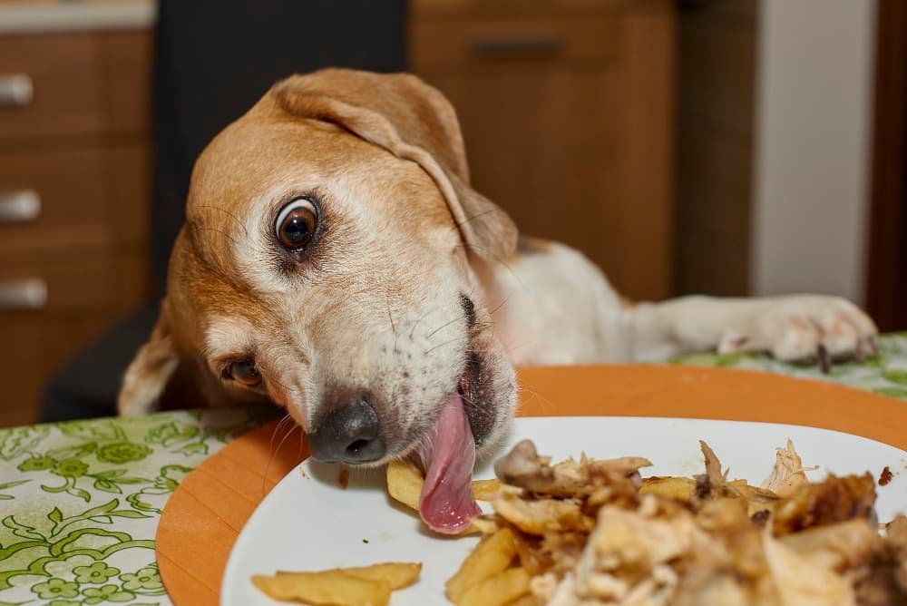 Un chien beagle léche une assiette de la table