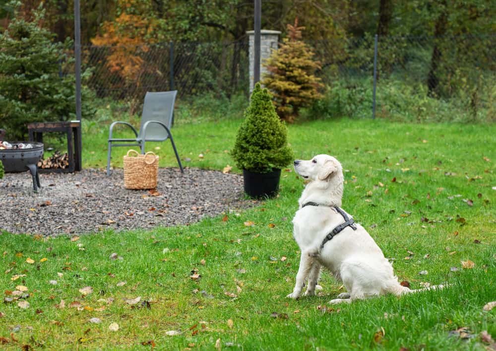 Un chien golden retriever assis dans le jardin