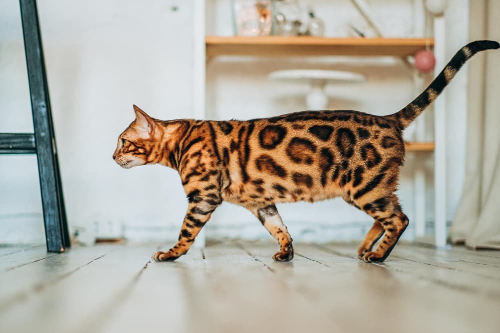 Un jeune chat bengal se promène dans la pièce
