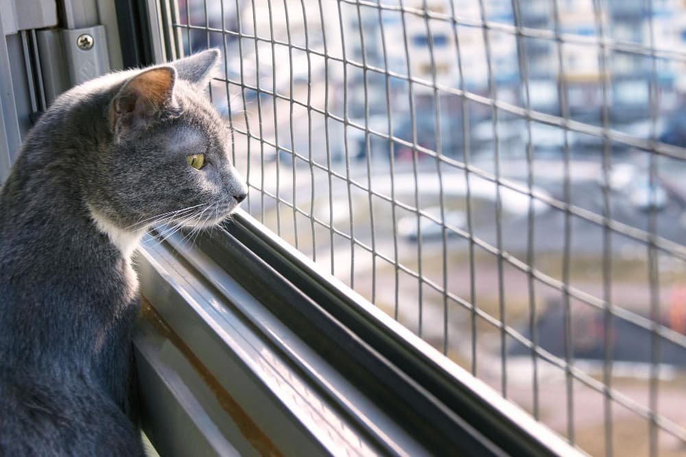 Un petit chat curieux regarde par la fenêtre depuis un étage