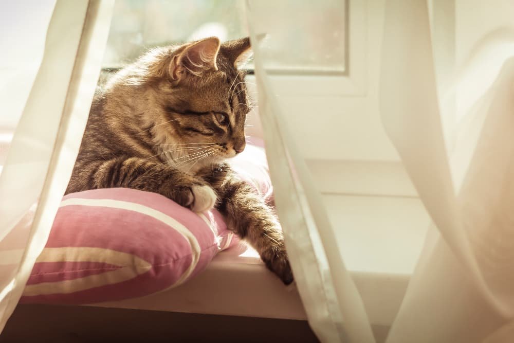 Un petit chaton gris sur oreiller