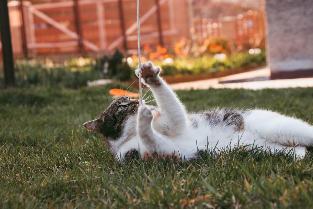 Vue chat sur le champ Vue chat sur le champ