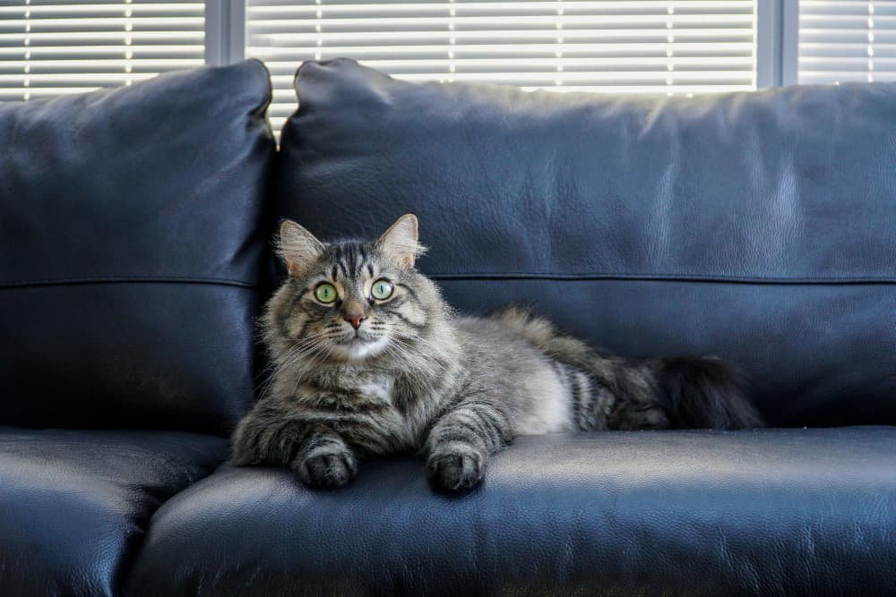 Vue rapprochée du chat assis sur le canapé