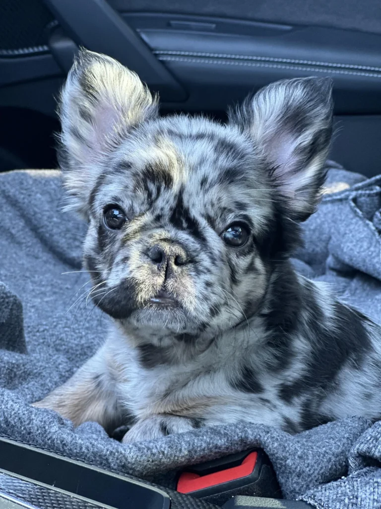 Fluffy frenchie