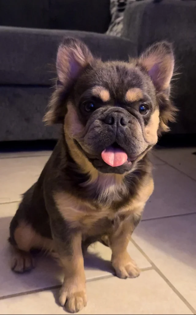 Fluffy frenchies