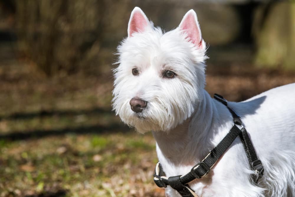 Beau chien West Highland White Terrier