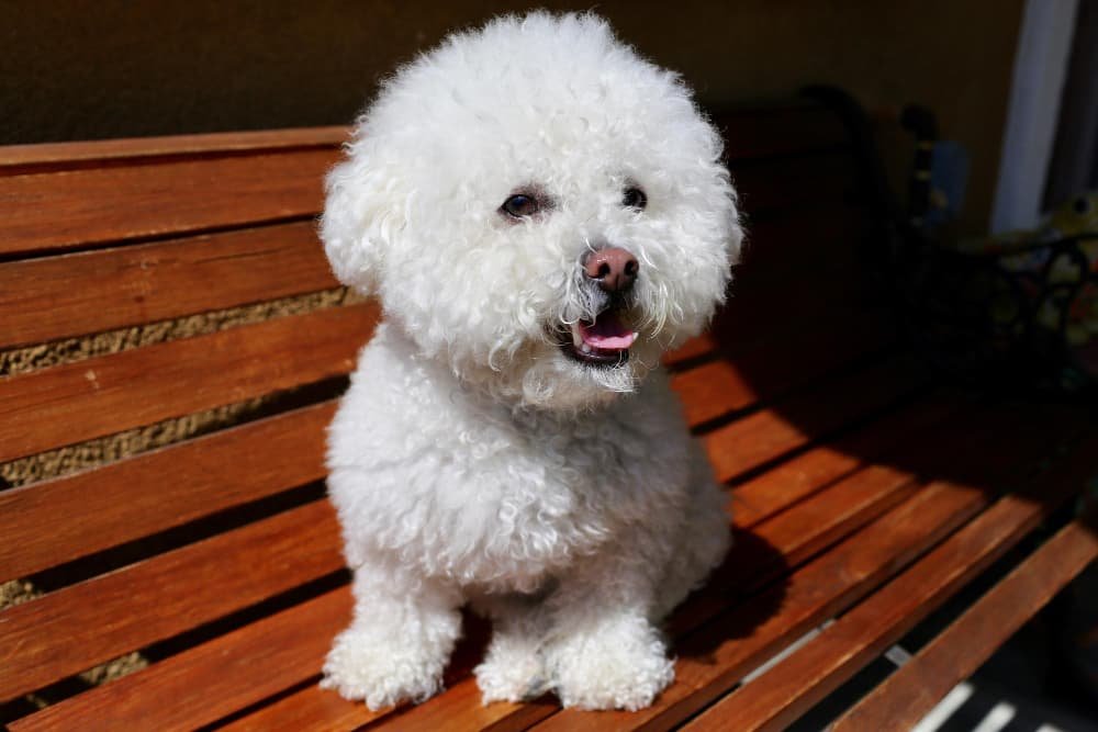 Bichon frisé