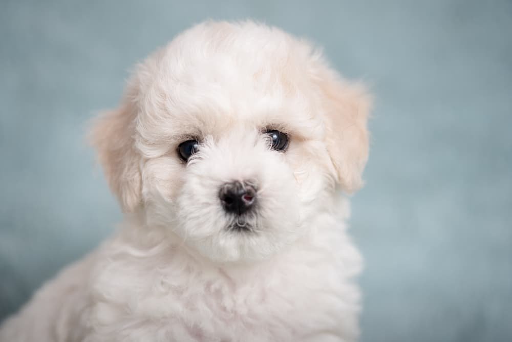 Bichon maltais