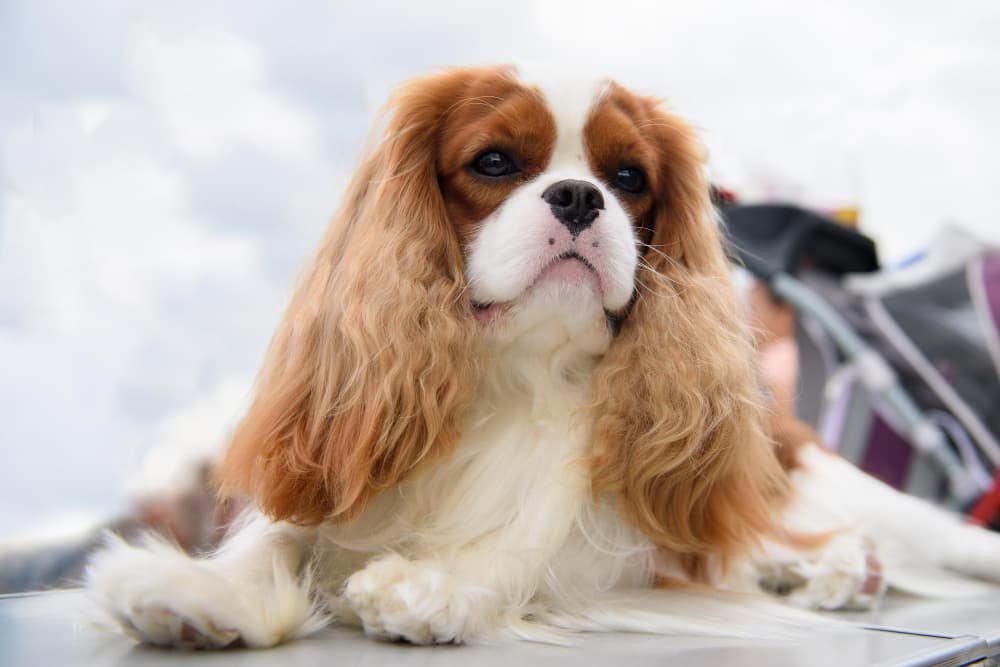 Cavalier King Charles