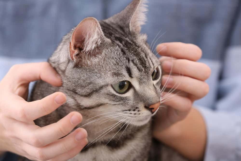 Chat mignon avec propriétaire