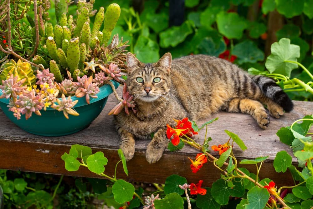 Chat tigré en fleurs dans le jardin