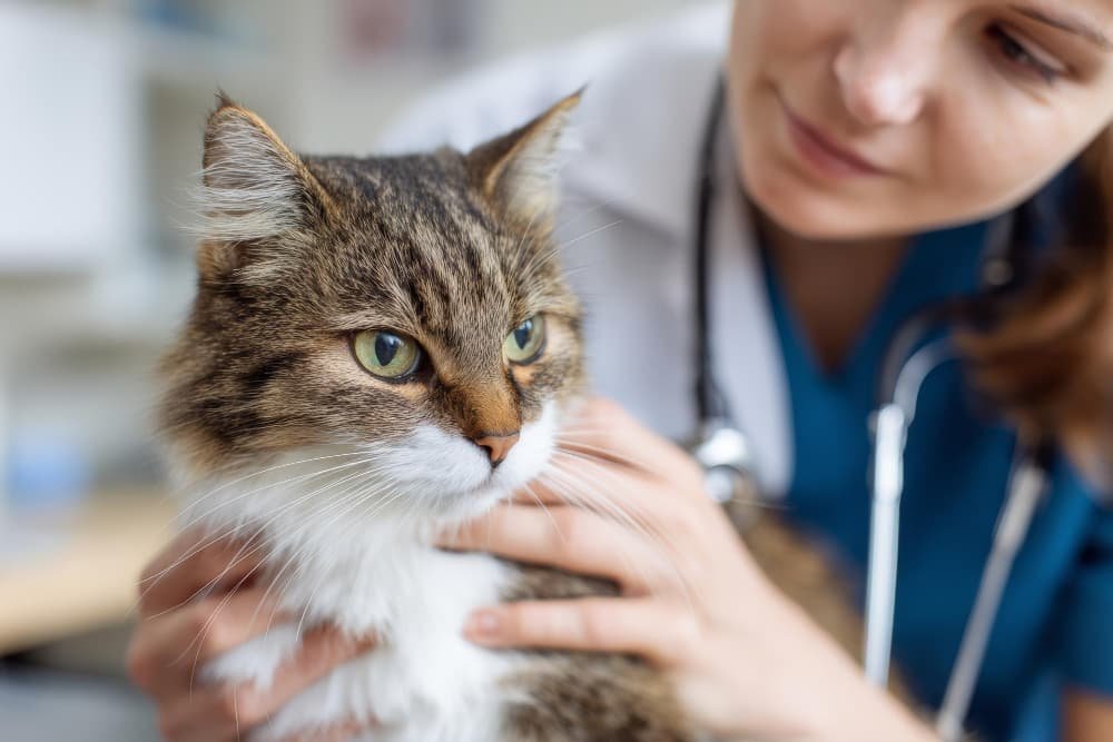 Chat vétérinaire