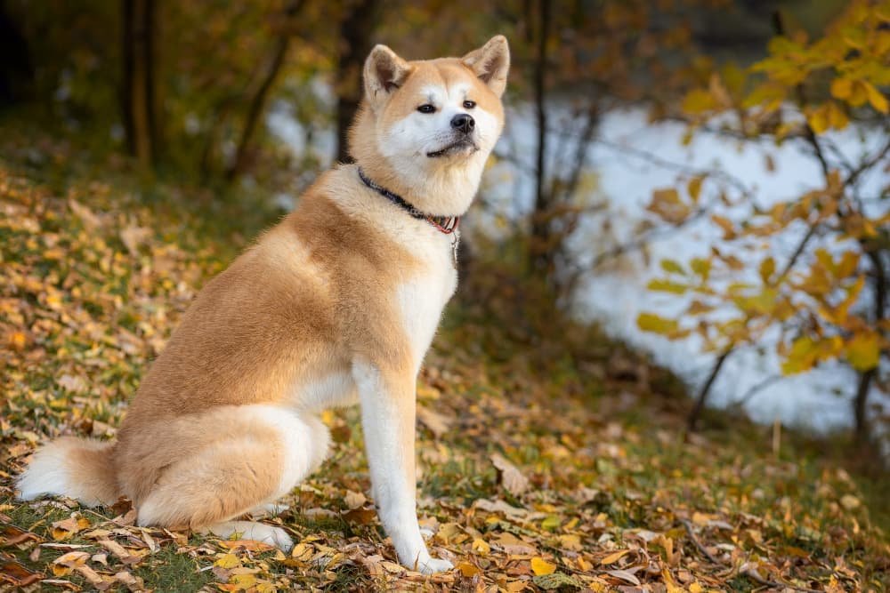 Chien Akita inu
