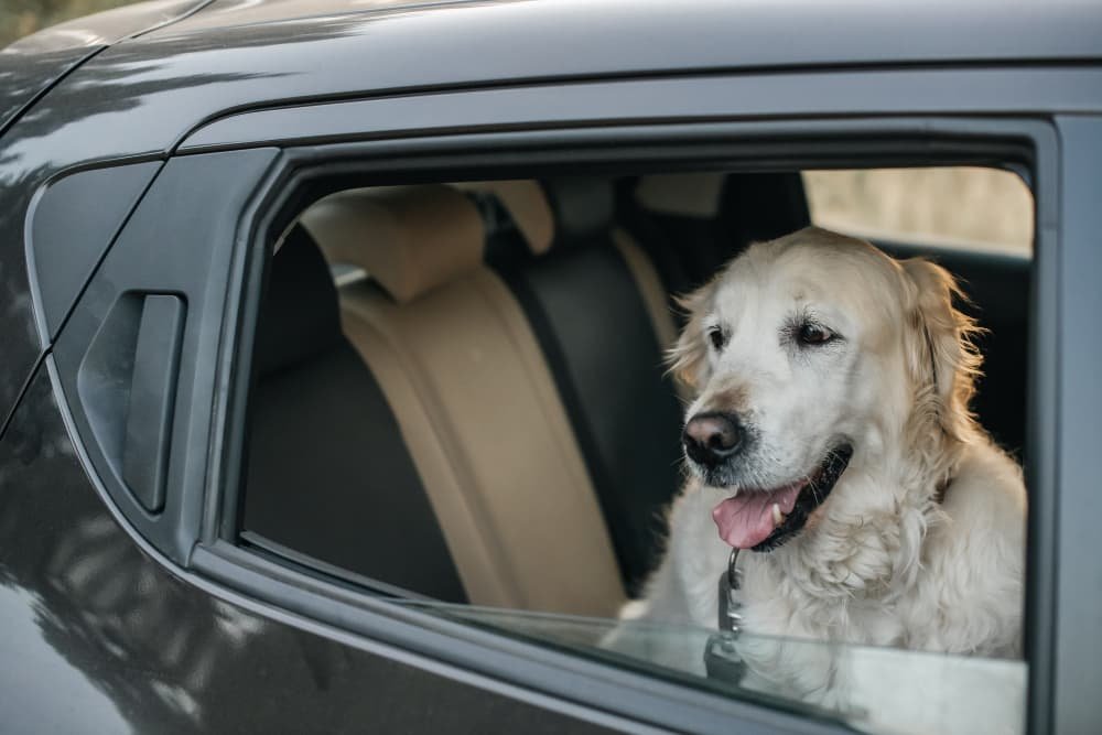 Chien golden retriever blanc dans la voiture